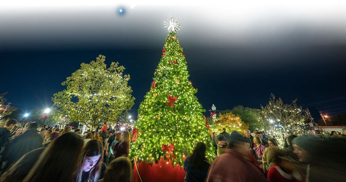 brightly lit tree against a dark night sky filled with stars