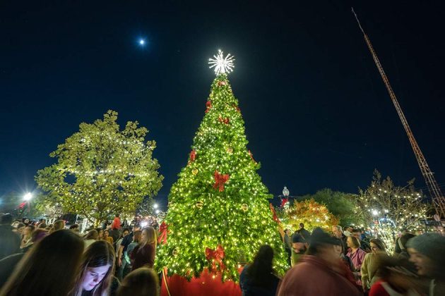 brightly lit tree against a dark night sky filled with stars