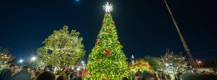 brightly lit tree against a dark night sky filled with stars