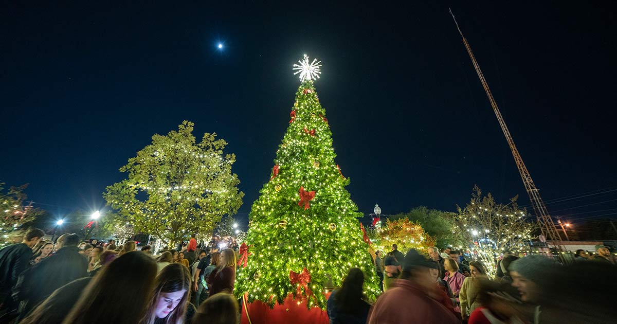 brightly lit tree against a dark night sky filled with stars