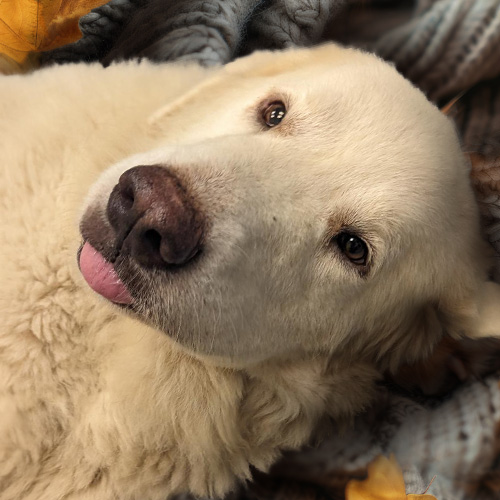 dog with tongue sticking out laying on a cozy sweater surrounded by autumn leaves