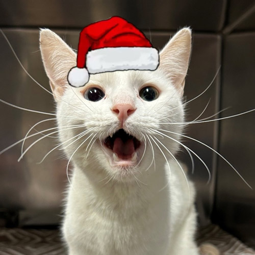 white cat with wild whiskers wearing a santa hat