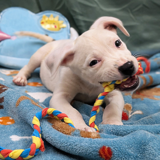 white puppy chewing a toy happily