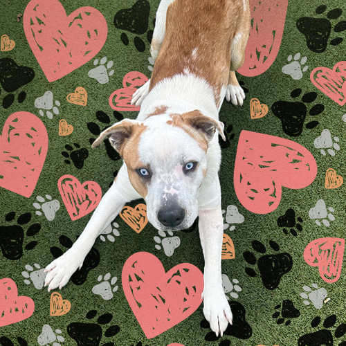 dog crouching playfully on a background of heart and pawprint patterns