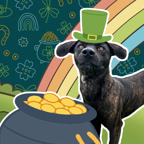 Dog standing by a pot of gold in front of a rainbow wearing a green hat